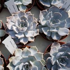 ECHEVERIA LILACINA, image , 2 image