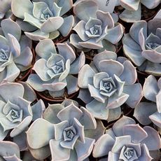 ECHEVERIA LILACINA, image , 3 image