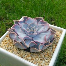 ECHEVERIA LILACINA, image _ab__is.image_number.default