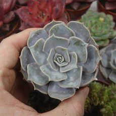 ECHEVERIA LILACINA, image 