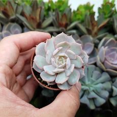 ECHEVERIA LOLA, image 