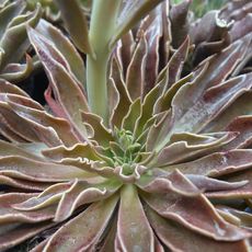 ECHEVERIA LUTEA, image , 2 image