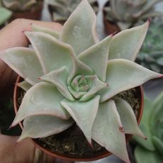 ECHEVERIA MADIBA, image 