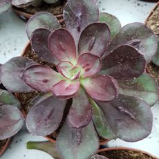 ECHEVERIA MARUBA BENI TSUKASA, image 