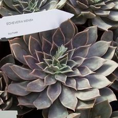 ECHEVERIA MENSA, image _ab__is.image_number.default