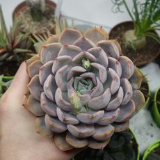 ECHEVERIA ORION, image _ab__is.image_number.default