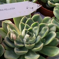 ECHEVERIA PELLUCIDA, image 