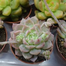 ECHEVERIA PROLIFERA, image 