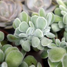 ECHEVERIA PULVINATA FROSTY CRESTATA, image , 2 image