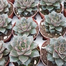 ECHEVERIA PURPUSORUM, image 