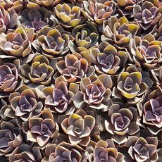 ECHEVERIA PERLE VON NURNBERG, image , 3 image