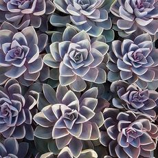 ECHEVERIA PERLE VON NURNBERG, image , 2 image