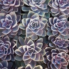 ECHEVERIA PERLE VON NURNBERG, image 