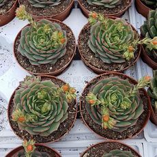 ECHEVERIA RAMILETTE, image 