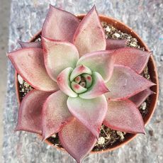 ECHEVERIA AGAVOIDES ROMEO RUBIN, image 