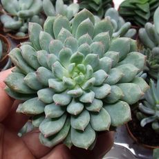 ECHEVERIA RUNDELLI, image _ab__is.image_number.default