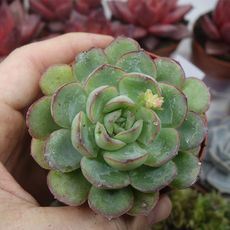 ECHEVERIA SAGITA, image 