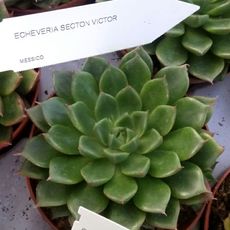 ECHEVERIA SETORUM VICTOR, image _ab__is.image_number.default