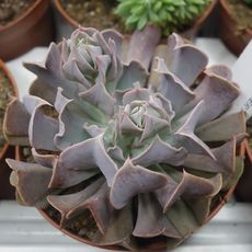 ECHEVERIA SPIDER, image 