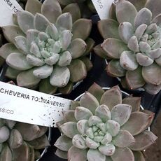 ECHEVERIA TOLIMANENSIS, image 