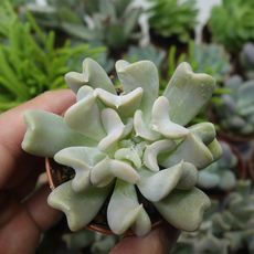 ECHEVERIA TOPSY TURVY, image , 2 image