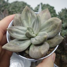 ECHEVERIA XICHUENSIS, image 