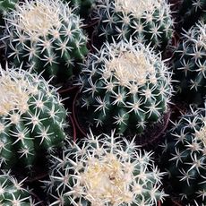 ECHINOCACTUS GRUSONII BREVISPINUS, image 