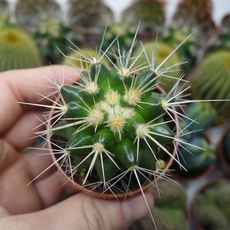 ECHINOCACTUS GRUSONII, image 