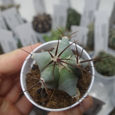 ECHINOCACTUS INGENS, image 