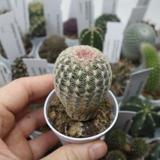 ECHINOCEREUS PECTINATUS, image 