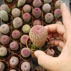 ECHINOCEREUS RIGIDISSIMUS RUBRISPINUS, image , 2 image