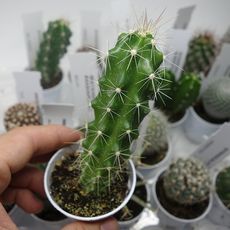 ECHINOCEREUS STRAMINEUS, image 