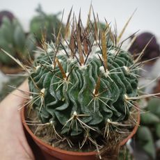 ECHINOFOSSULOCACTUS MULTICOSTATUS, image , 2 image