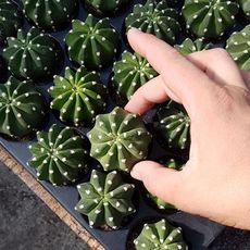 ECHINOPSIS DENUDATUM, image , 2 image