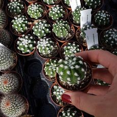 ECHINOPSIS DENUDATUM, image _ab__is.image_number.default