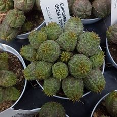 EUPHORBIA DAISYMONTANA OBESA X TUBIGLANS, image 