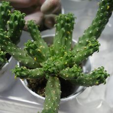 EUPHORBIA INERMIS, image 