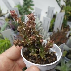 EUPHORBIA LENEWTONII, image 