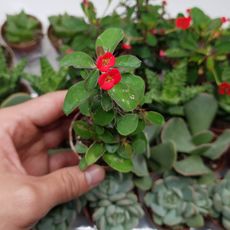 EUPHORBIA MILII RED, image 