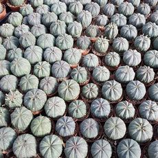 EUPHORBIA OBESA, image , 3 image