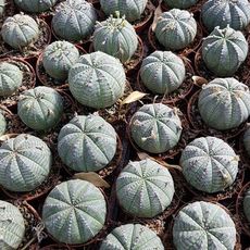 EUPHORBIA OBESA, image , 2 image