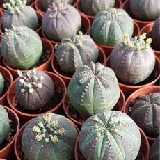 EUPHORBIA OBESA, image _ab__is.image_number.default