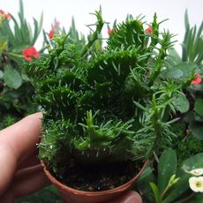 EUPHORBIA PUGNIFORMIS CRISTATA, image 