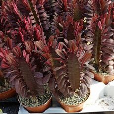 EUPHORBIA TRIGONA RUBRA, image 