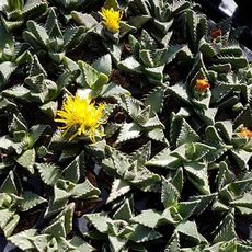 FAUCARIA TUBERCULOSA, image , 2 image