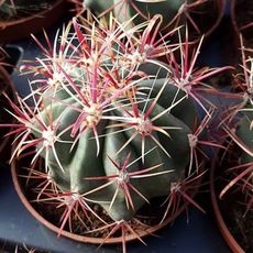 FEROCACTUS GRACILIS, image 