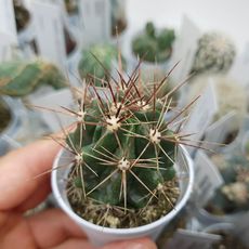 FEROCACTUS ROBUSTUS, image 