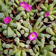 FRITHIA PULCHRA, image 