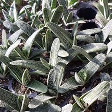 GASTERIA LITTLE WARTY, image 