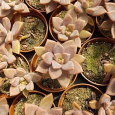 GRAPTOSEDUM BRONZE, image _ab__is.image_number.default